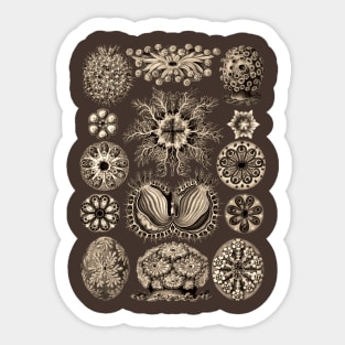 Ernst  Haeckel Ascidiae Sea Squirts  Wenge Sticker